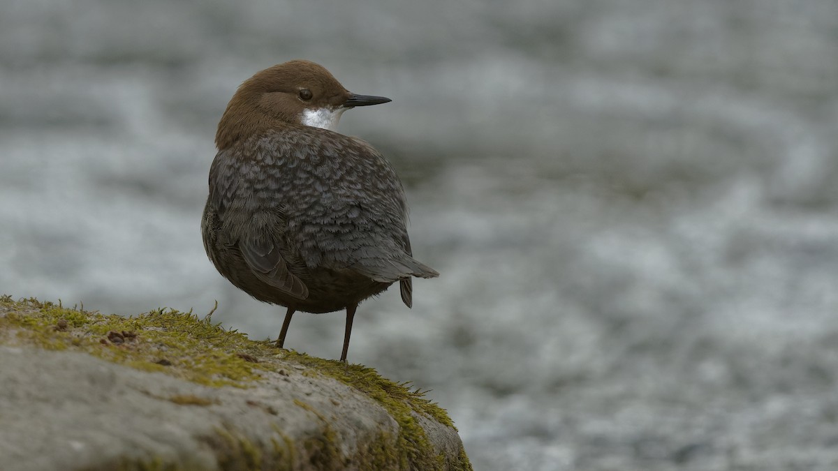 אמודאי הנחלים - ML644925946