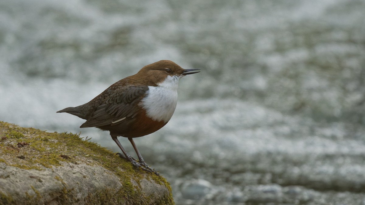אמודאי הנחלים - ML644925947