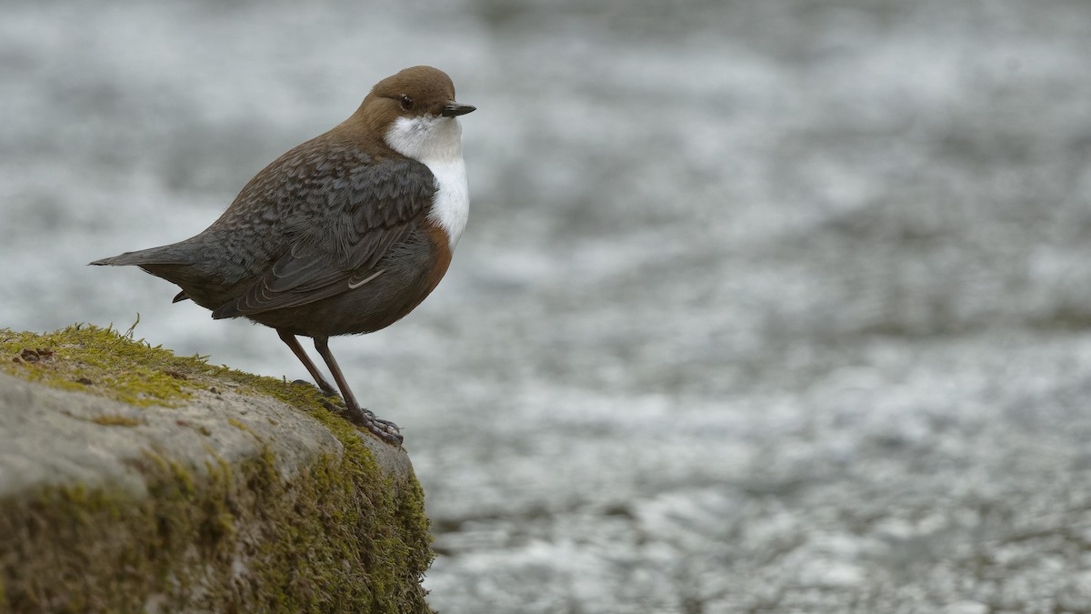אמודאי הנחלים - ML644925953