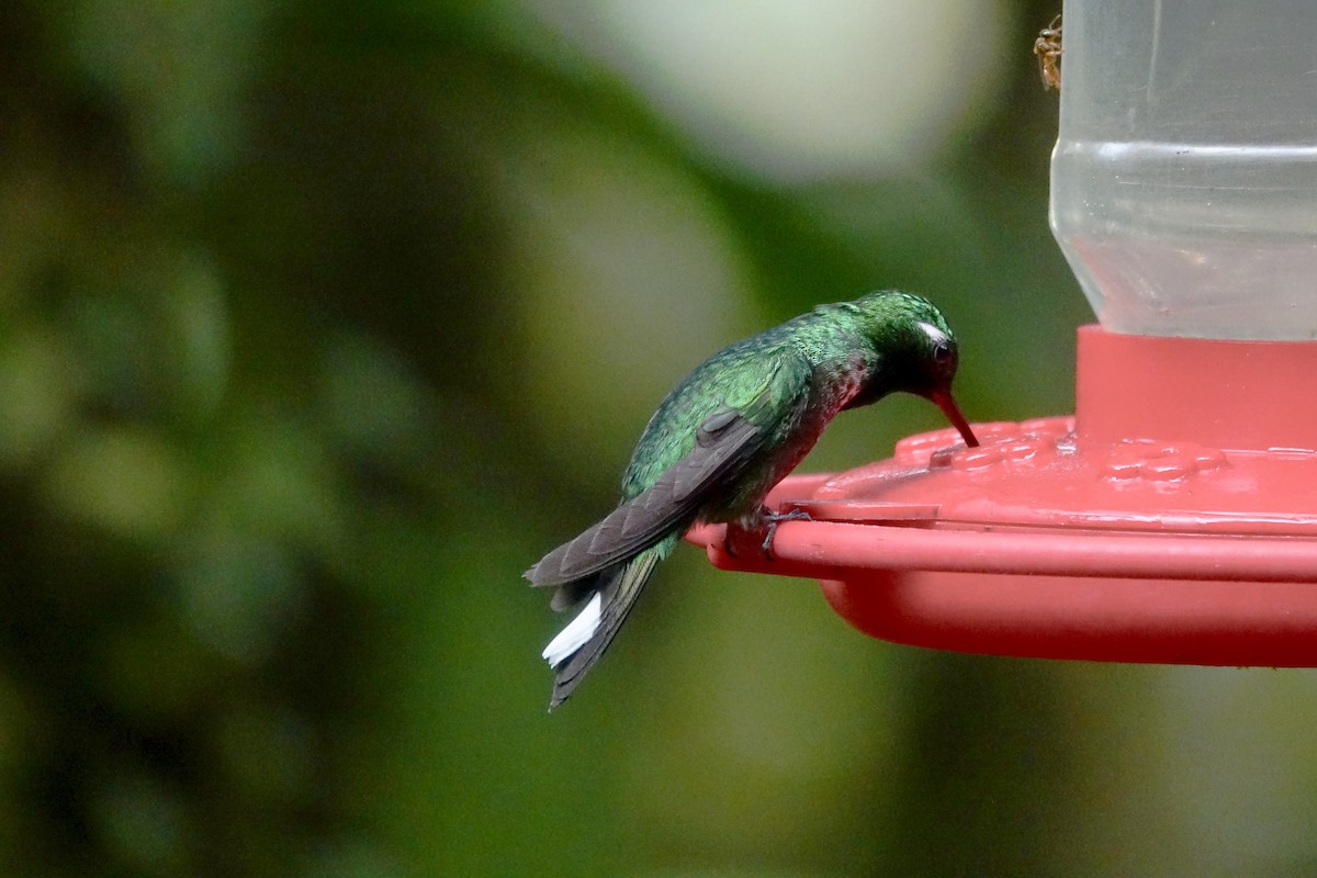 Purple-bibbed Whitetip - ML644925957