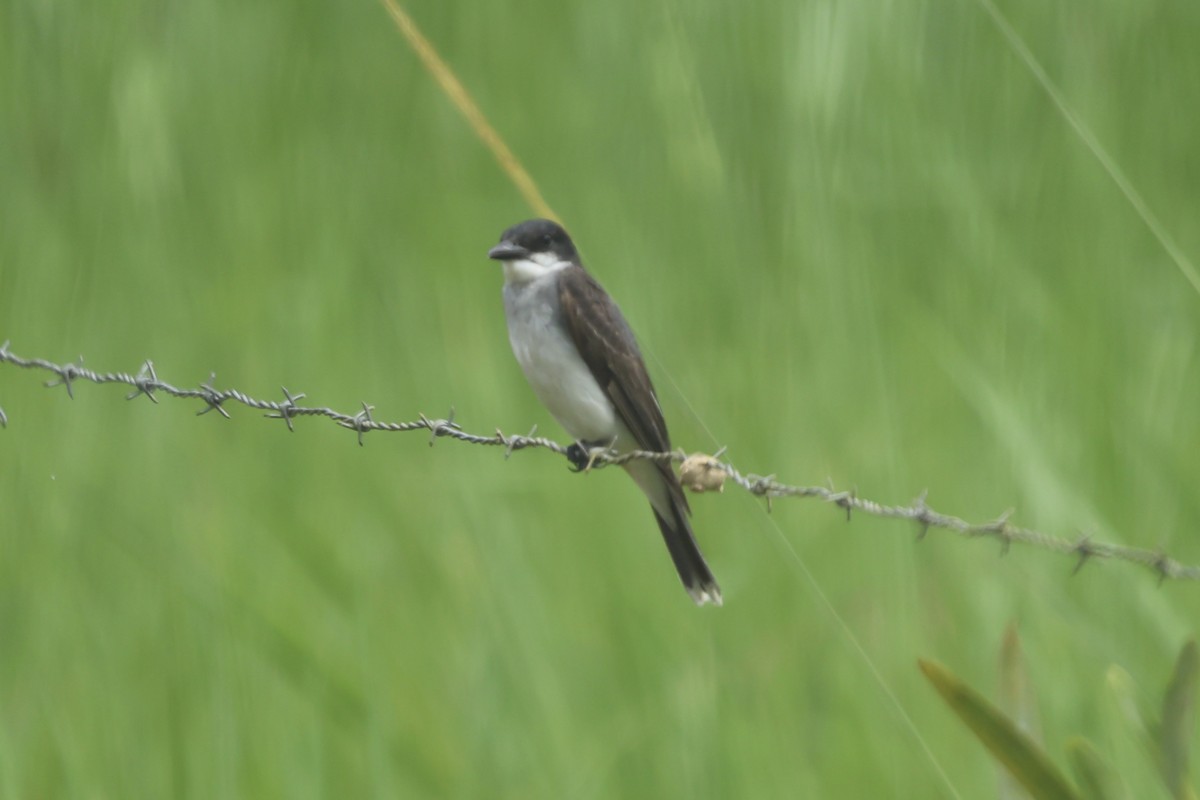 Tirano Oriental - ML644925958