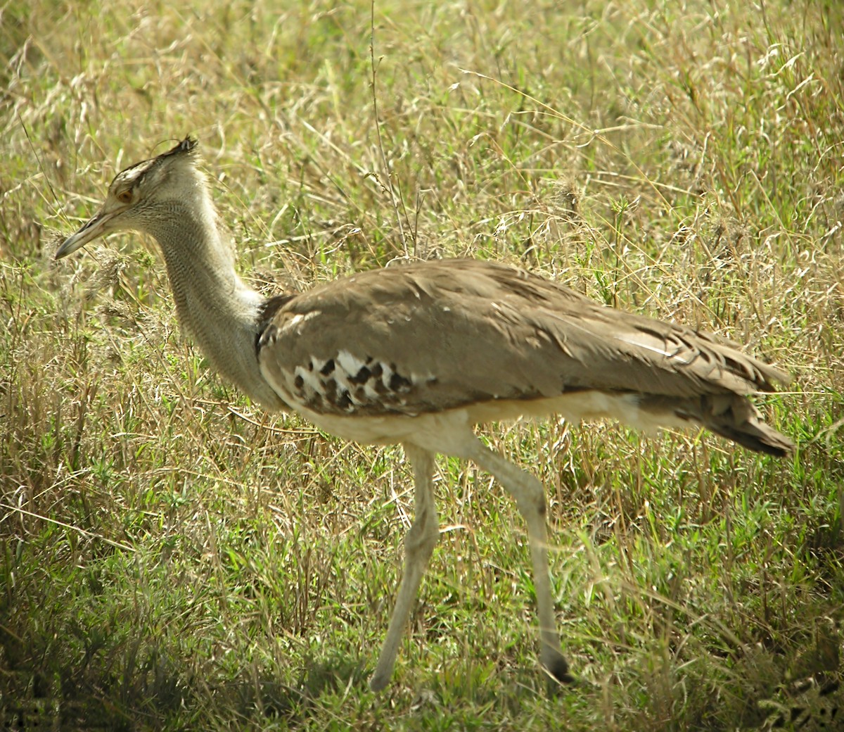 Дрофа-кори - ML644925959