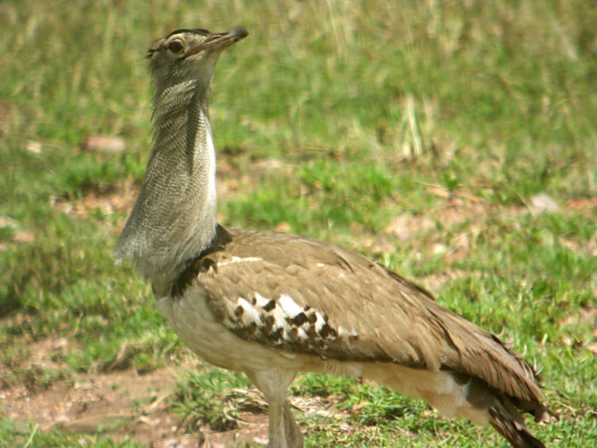 Дрофа-кори - ML644925974