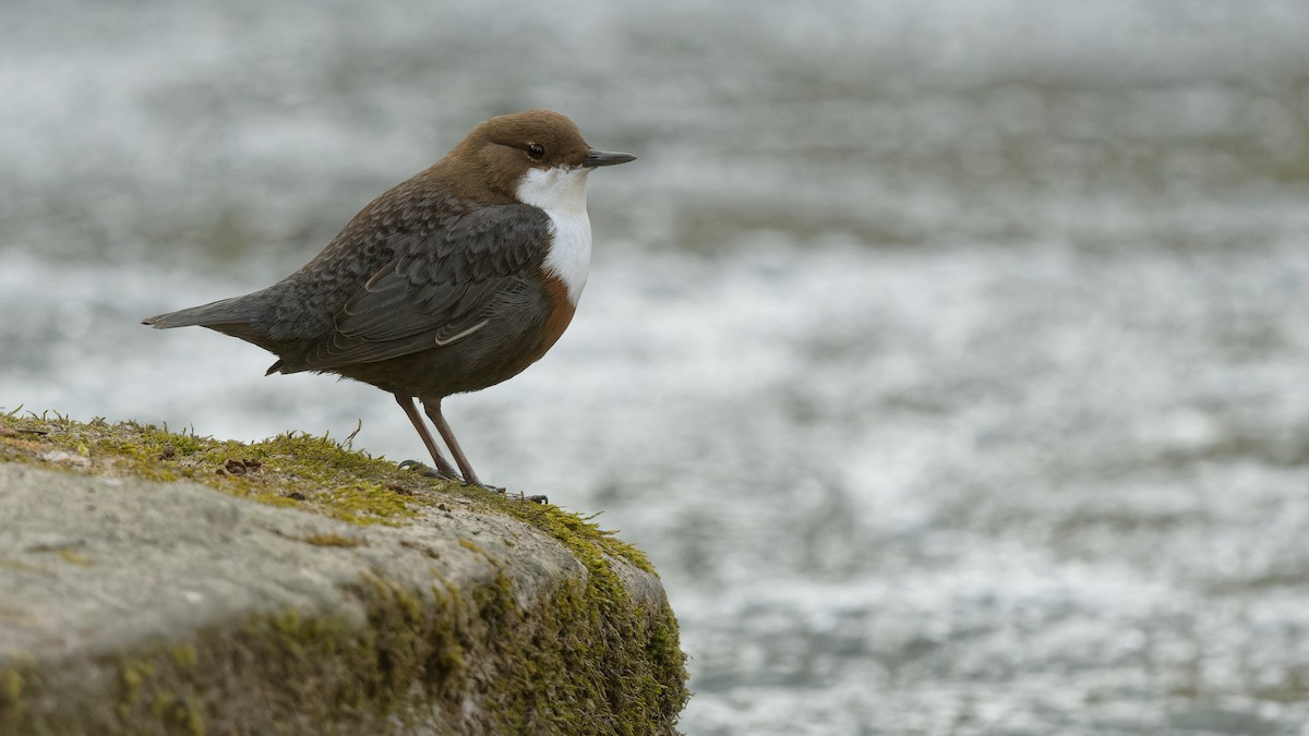 אמודאי הנחלים - ML644925982
