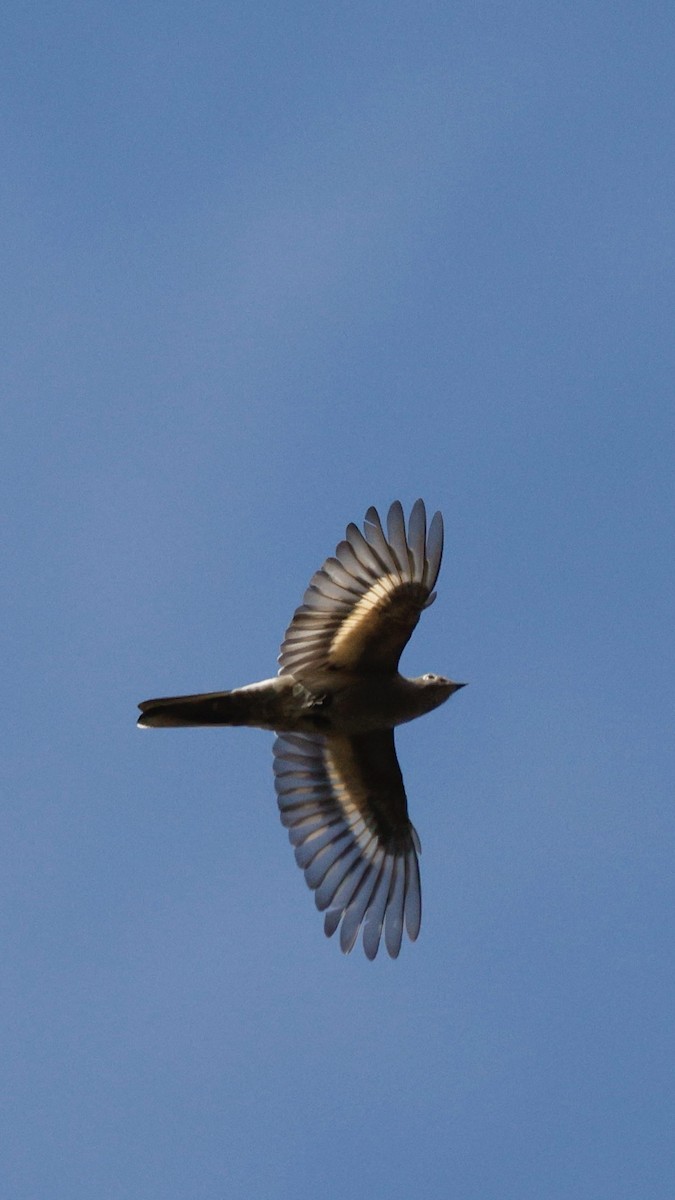 Townsend's Solitaire - ML644925996