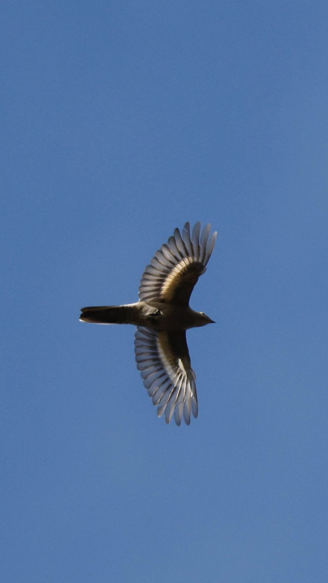 Townsend's Solitaire - ML644925997