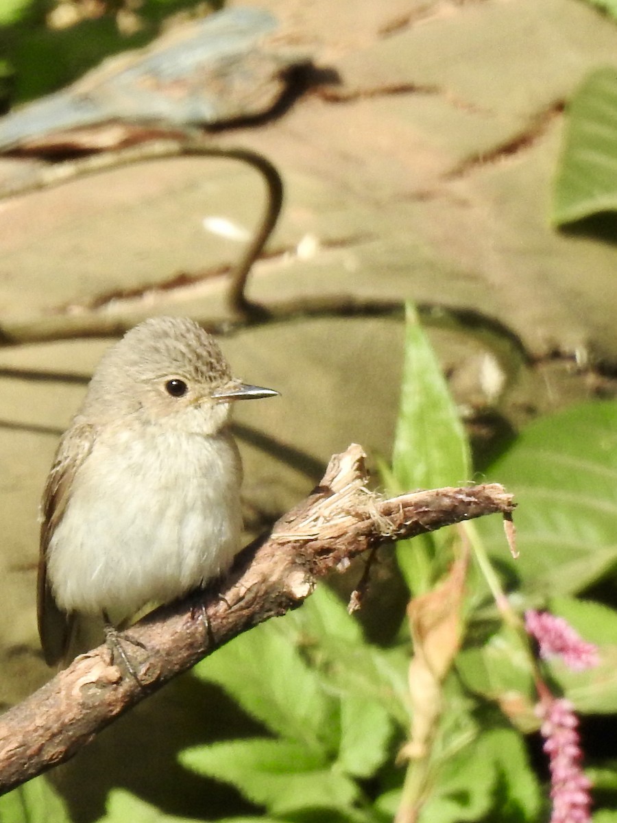 Серая мухоловка - ML644926019