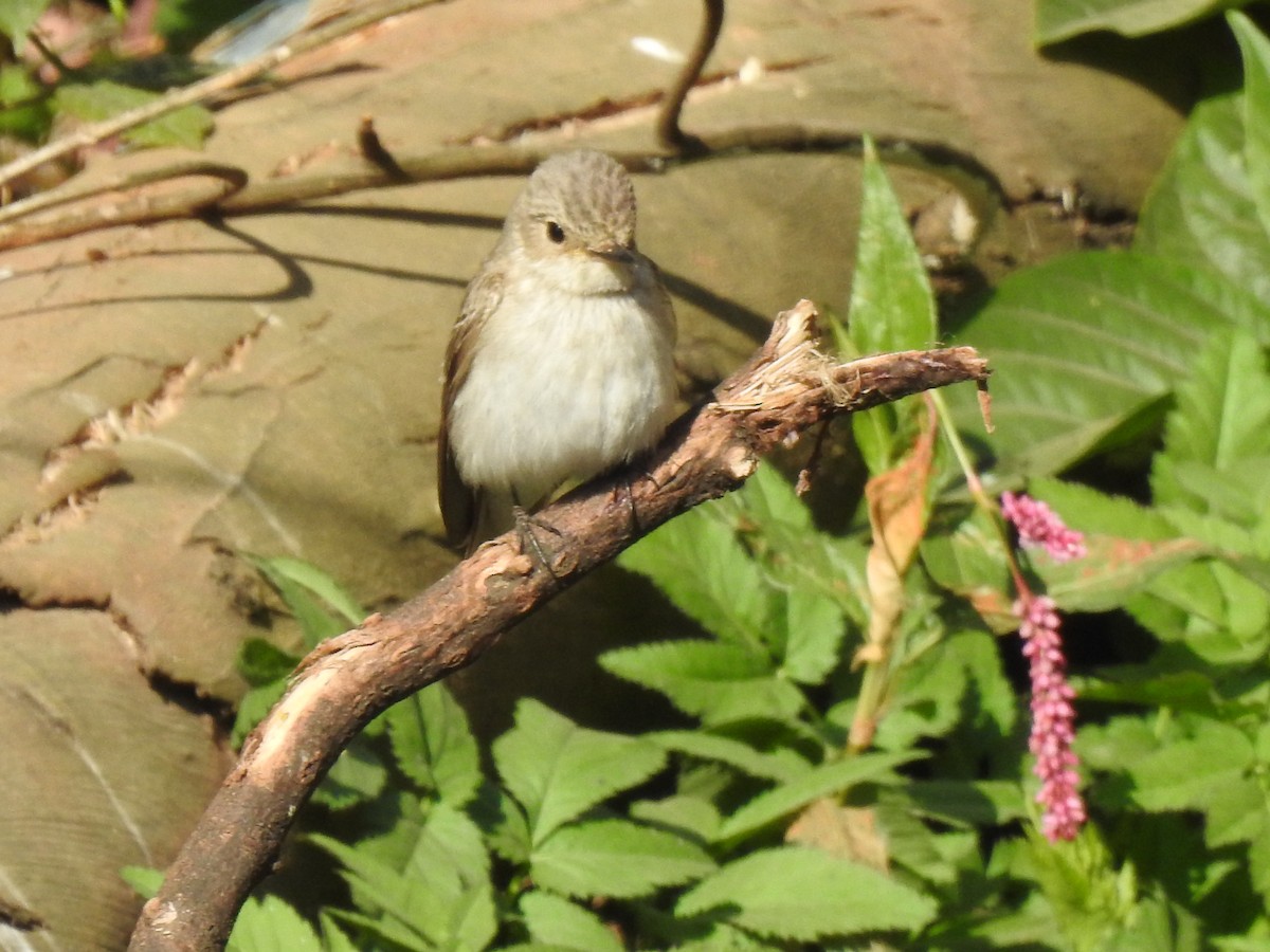 Серая мухоловка - ML644926023