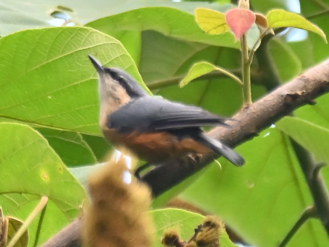 White-tailed Nuthatch - ML644926026