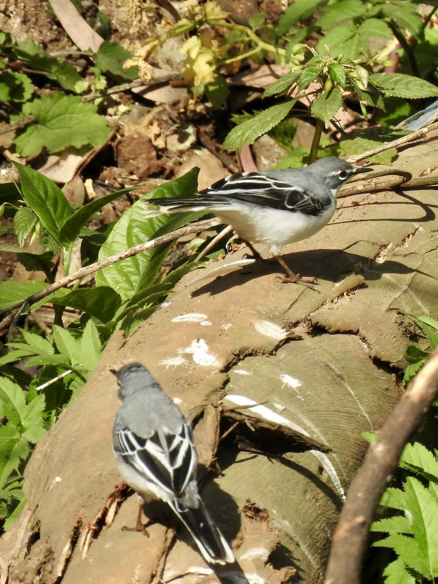 Длиннохвостая трясогузка - ML644926047