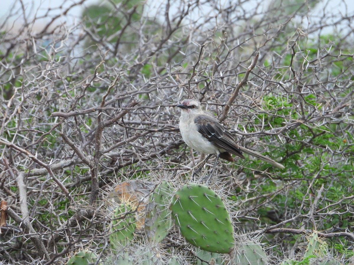 Tropikal Taklitçi - ML644926053