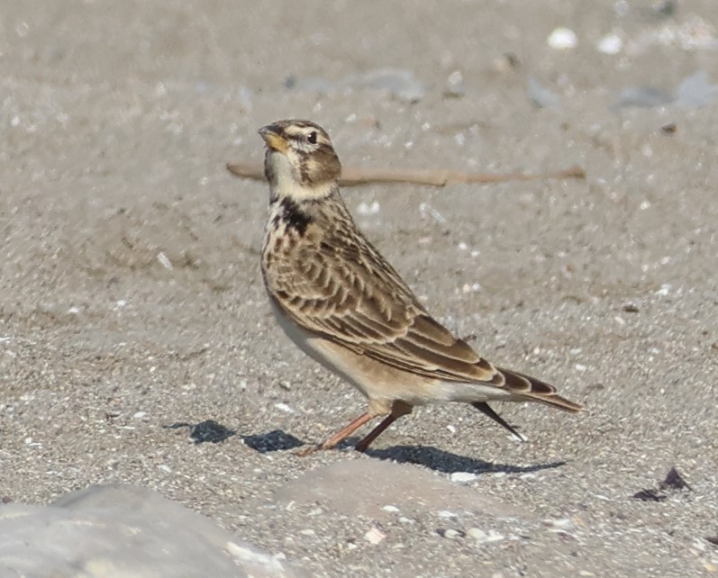 Kalanderlerche - ML644926070