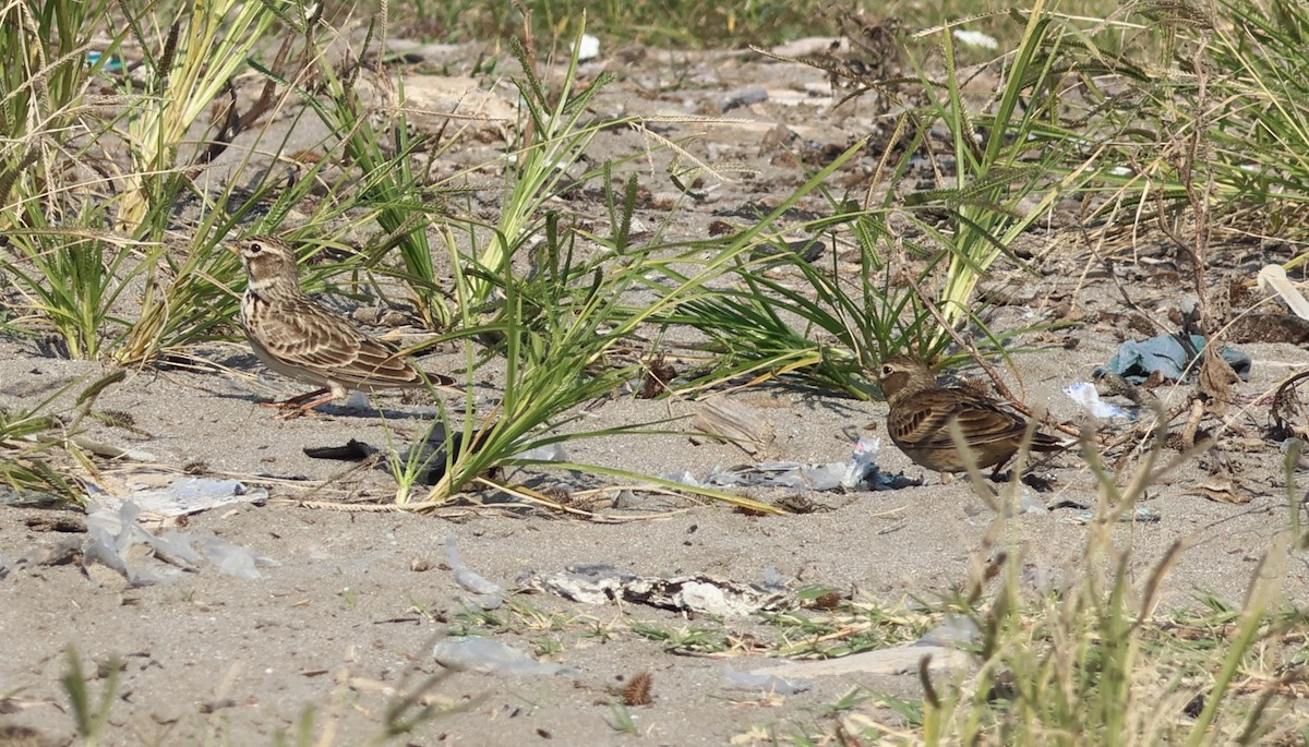 Kalanderlerche - ML644926071