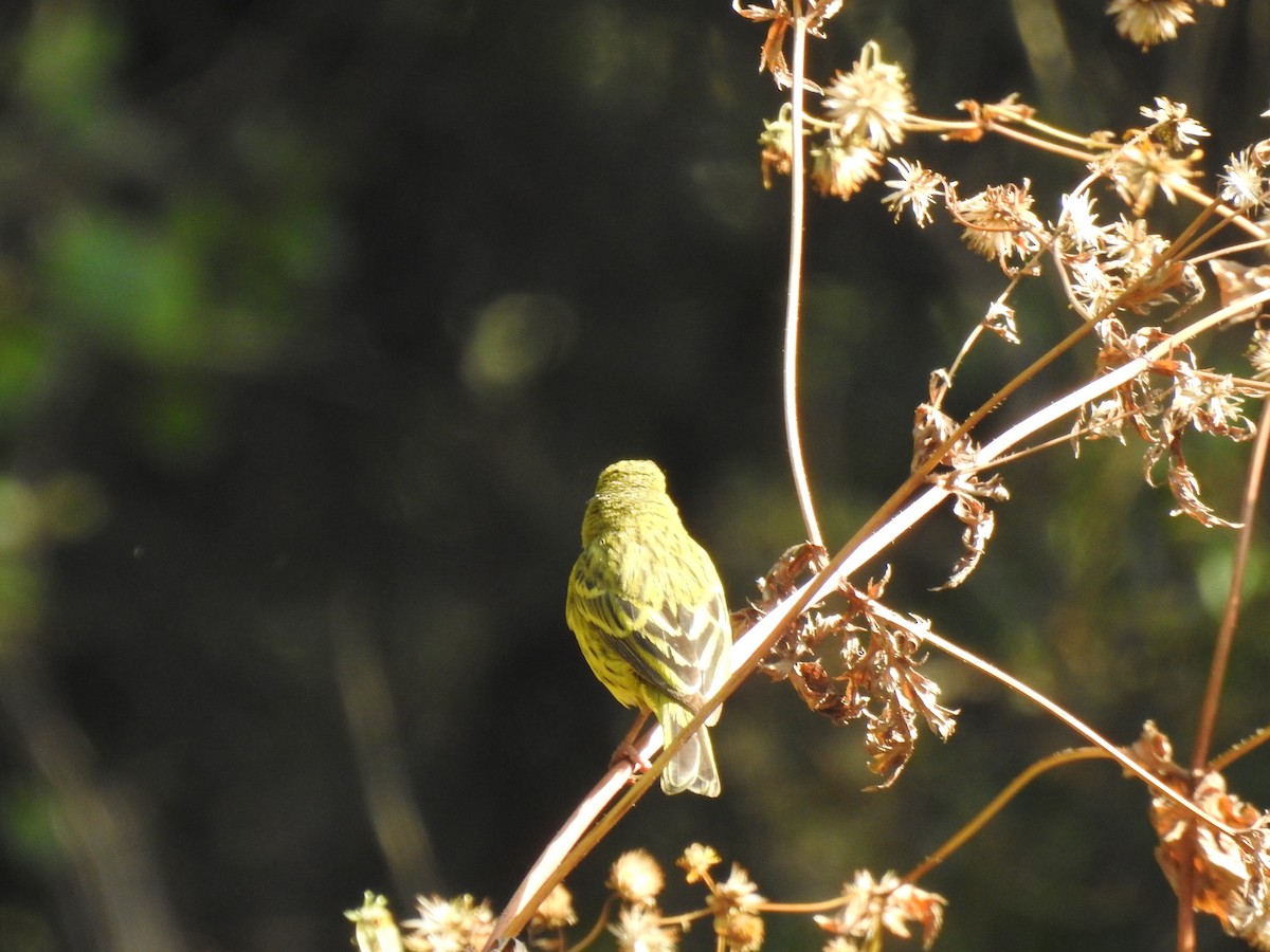 Эфиопский канареечник - ML644926076