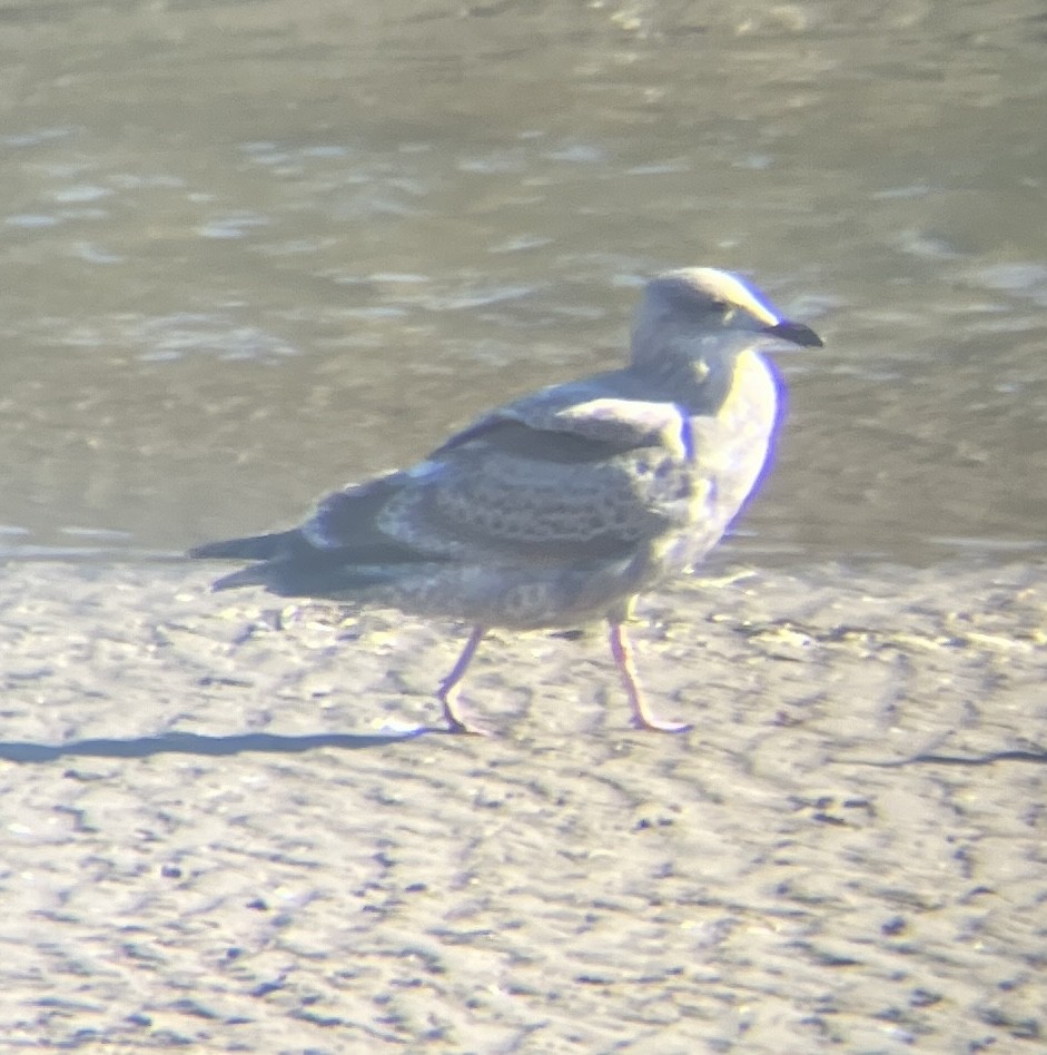 Larinae sp. - ML644926081