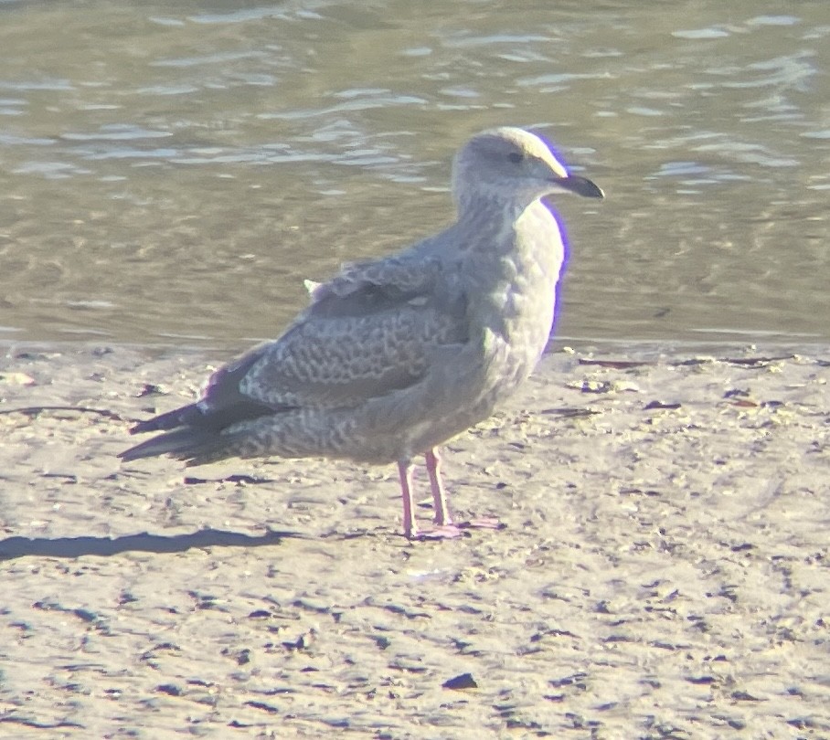 Larinae sp. - ML644926082