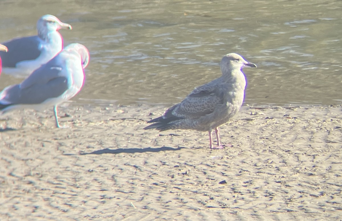 Larinae sp. - ML644926083