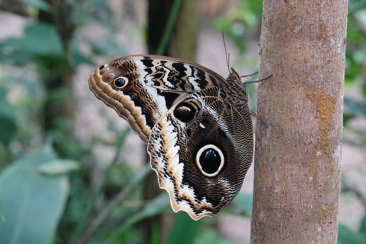 Insects - ML644926098