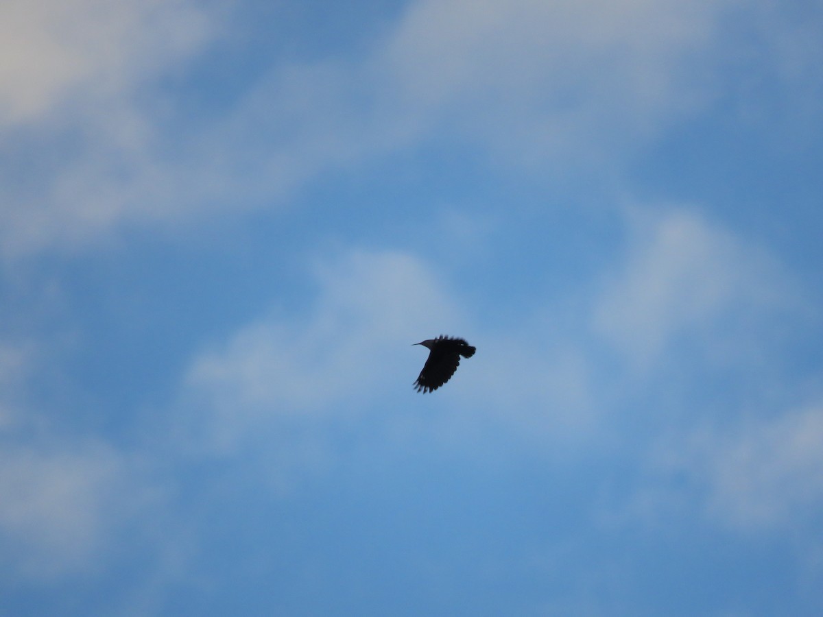 Wallcreeper - ML644926122