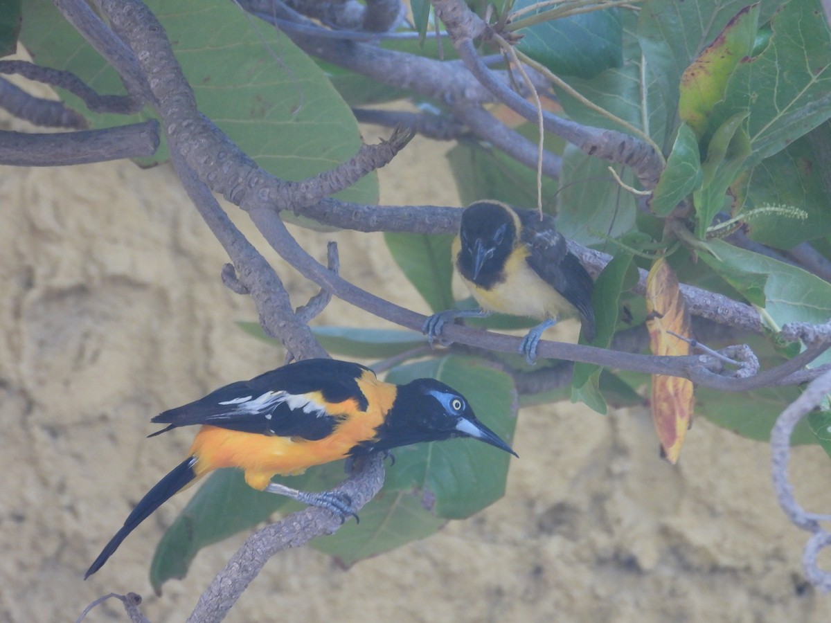 brilletrupial - ML644926125