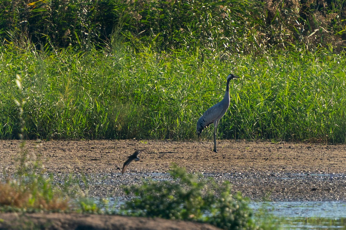 灰鶴 - ML644926126