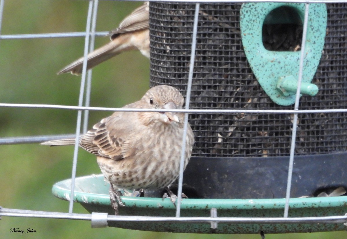 Roselin familier - ML644926135