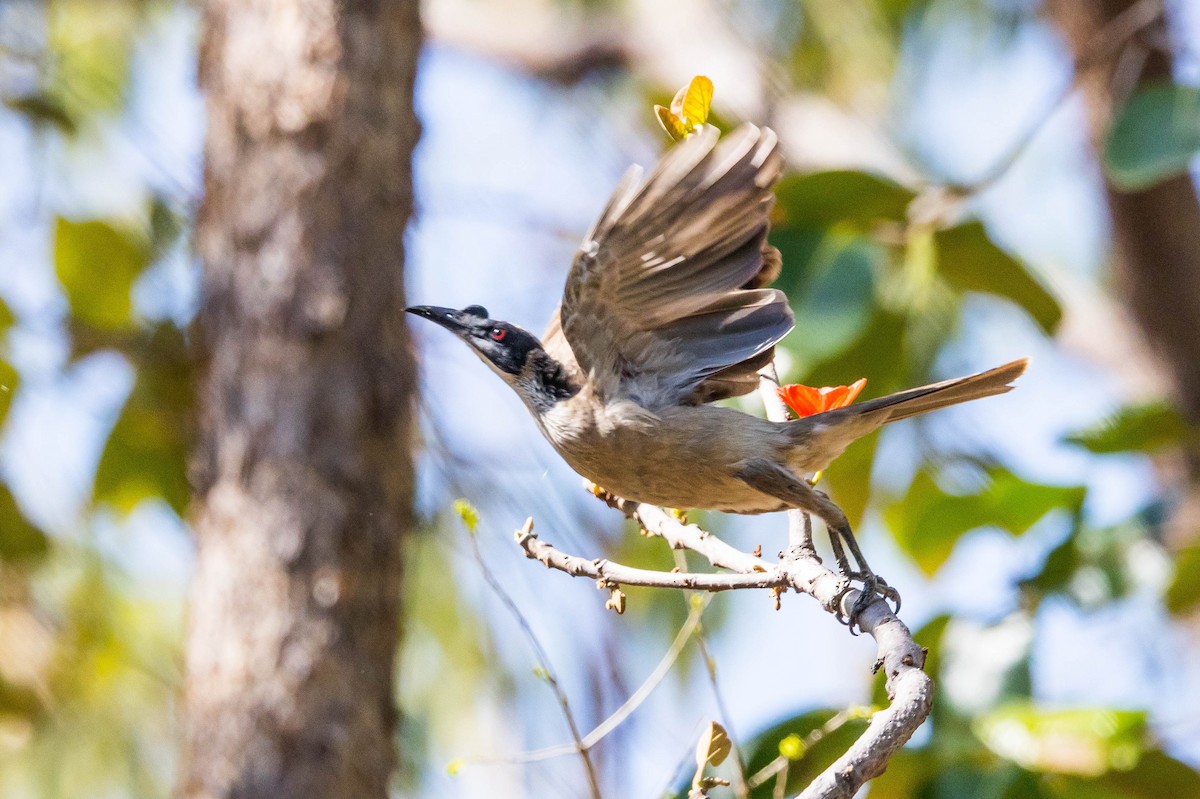 Filemón Coronado - ML644926149