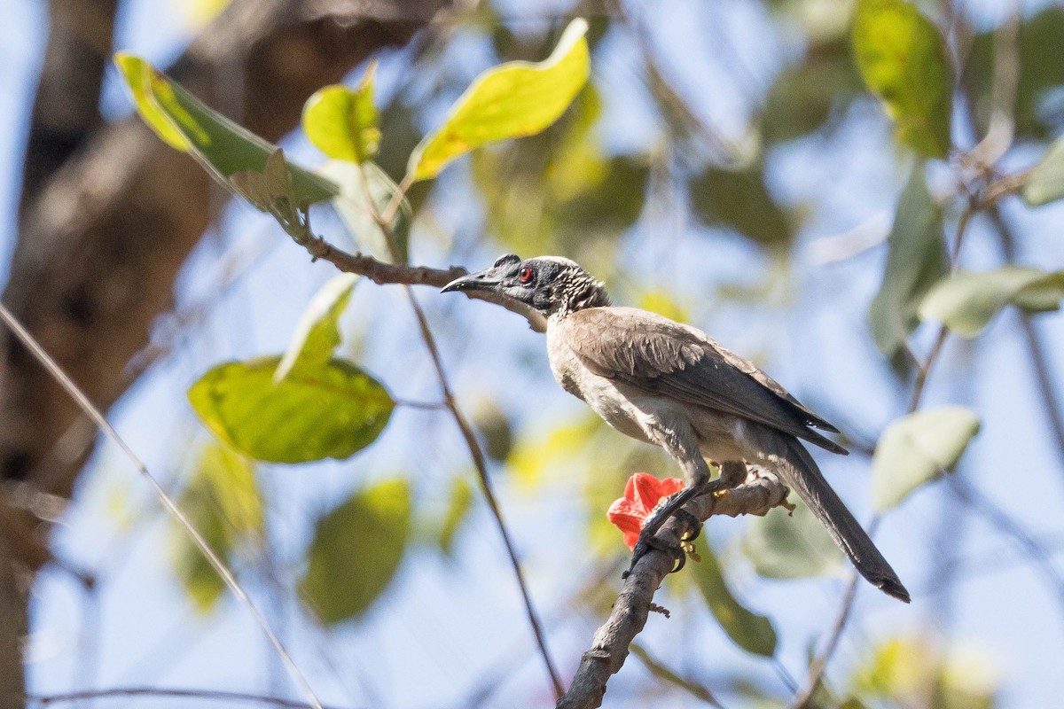 Filemón Coronado - ML644926151