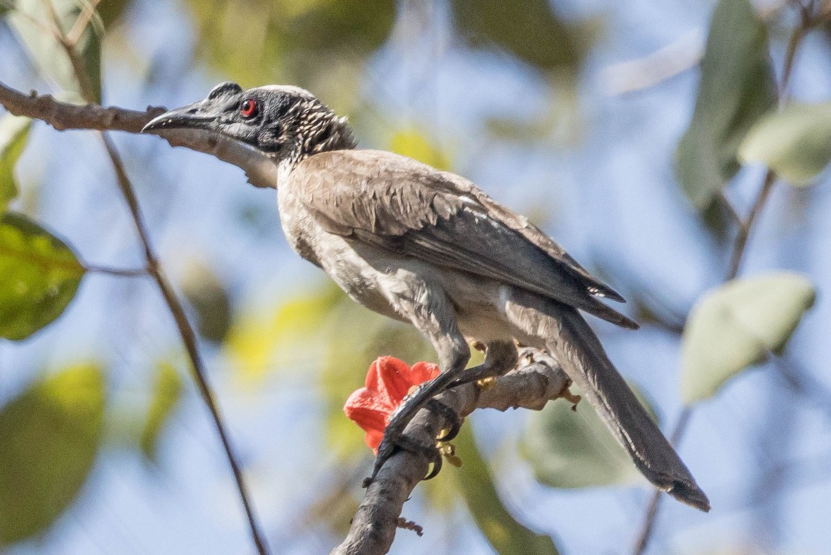 Filemón Coronado - ML644926152