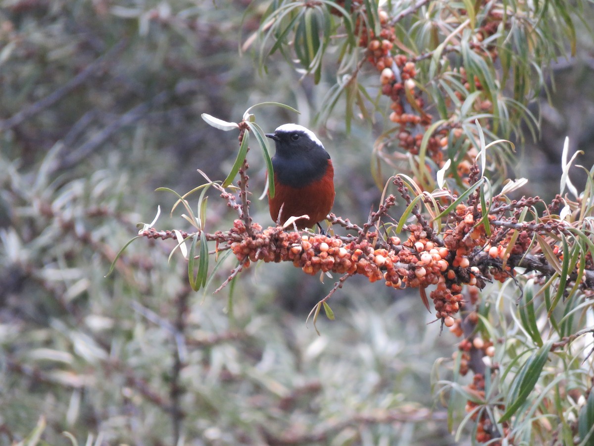 White-winged Redstart - ML644926158