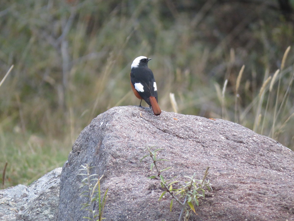 White-winged Redstart - ML644926159