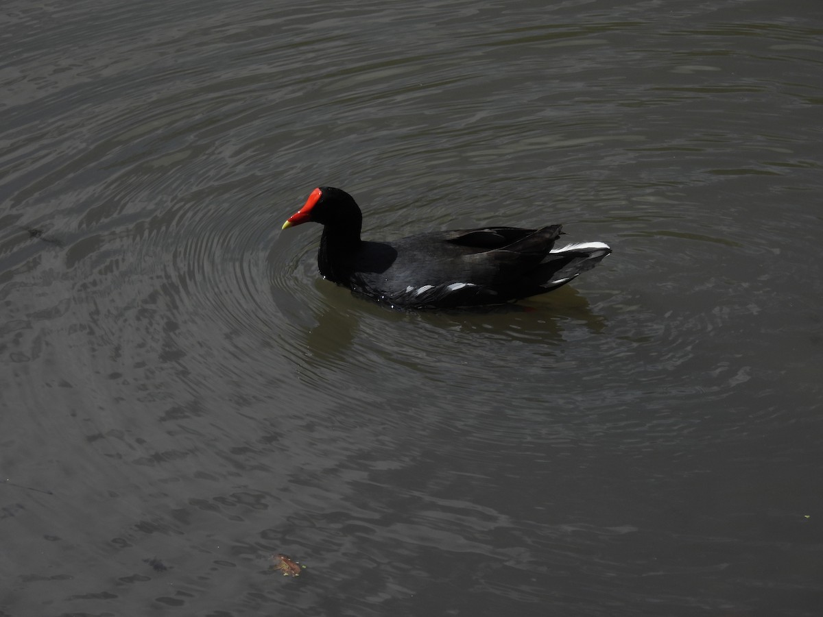 Курочка латиноамериканська - ML644926177