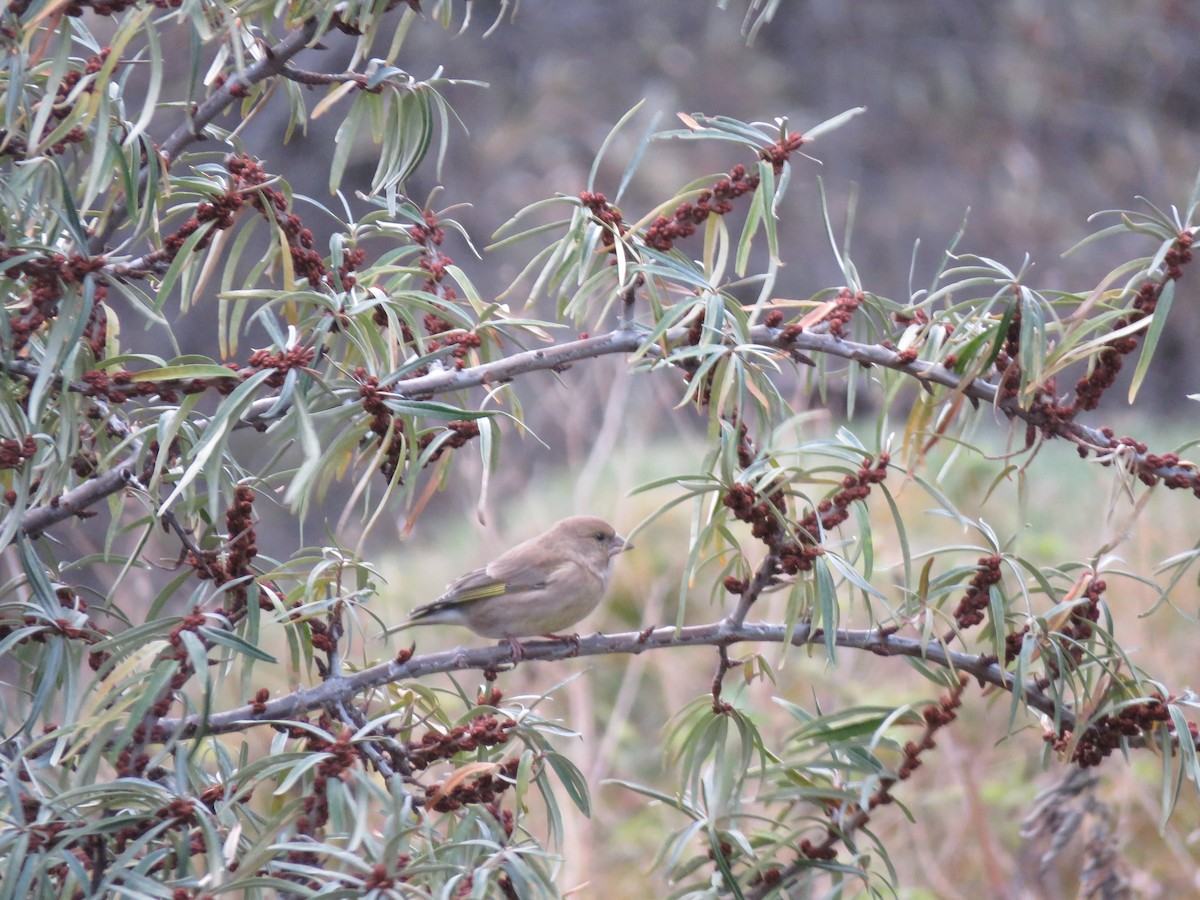 European Greenfinch - ML644926183