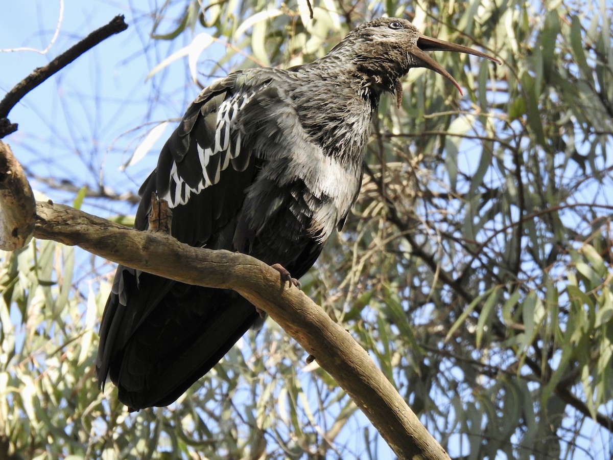 Wattled Ibis - ML644926187