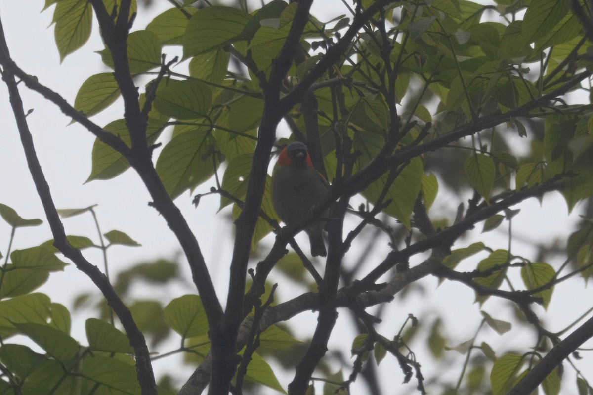 Red-necked Tanager - ML644926188
