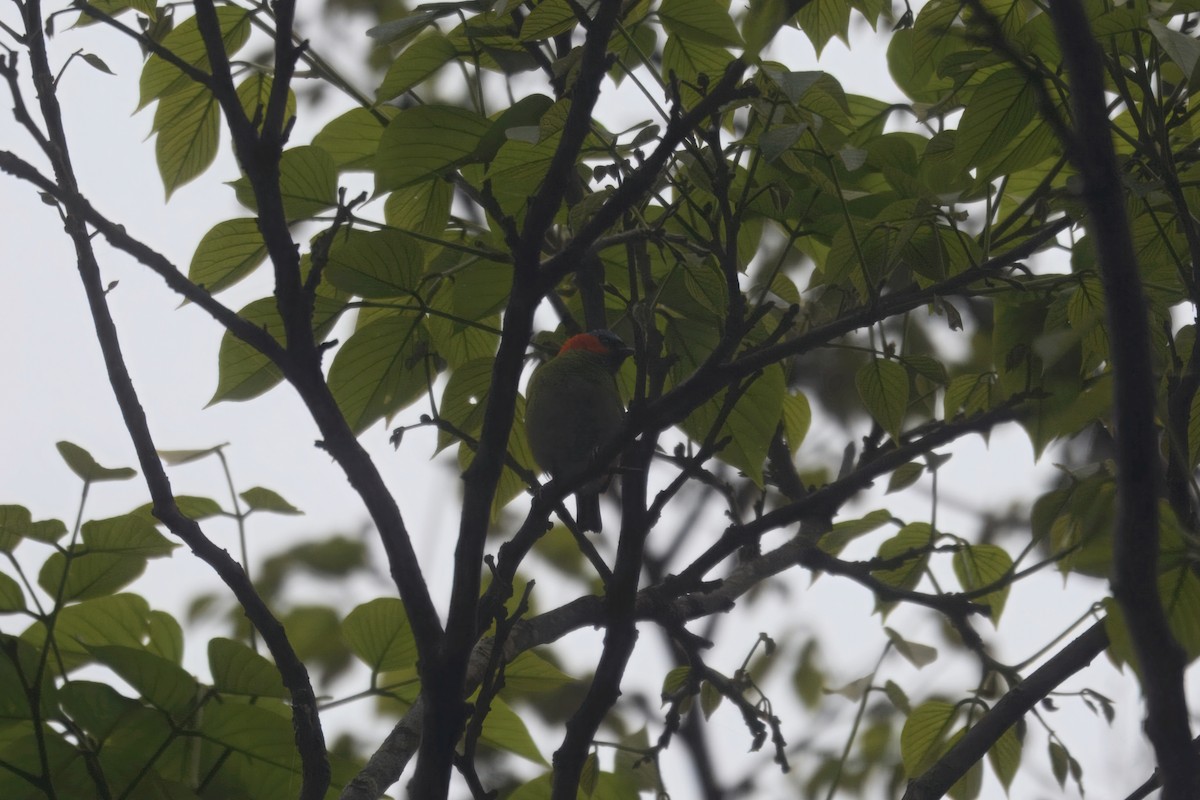 Red-necked Tanager - ML644926189