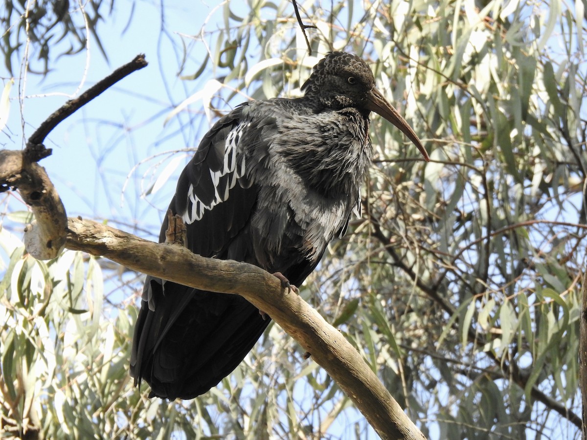 Wattled Ibis - ML644926200