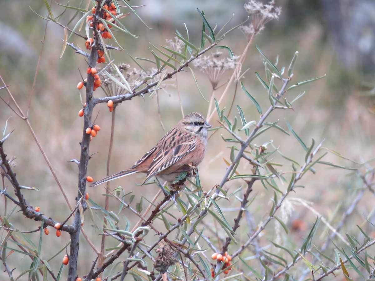 Rock Bunting - ML644926204