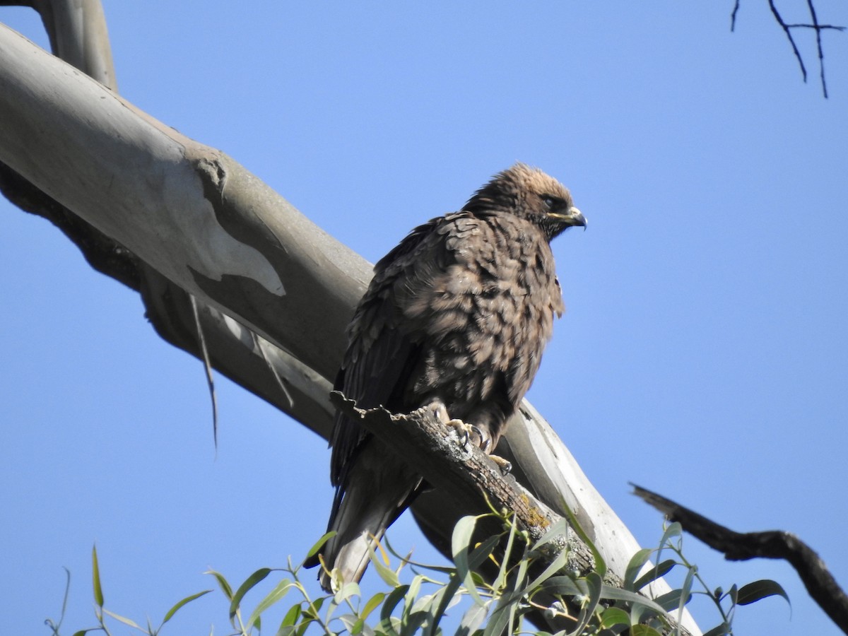 Серебристый орёл-карлик - ML644926217