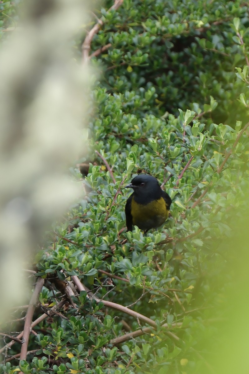 Black-and-yellow Silky-flycatcher - ML644926218