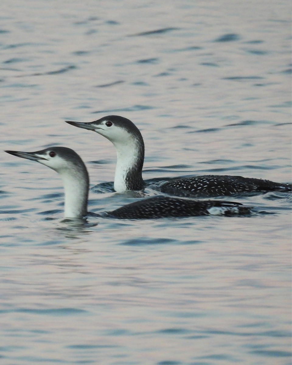 Red-throated Loon - ML644926232