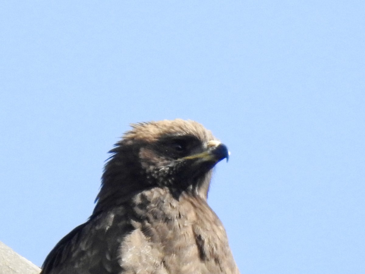 Серебристый орёл-карлик - ML644926237