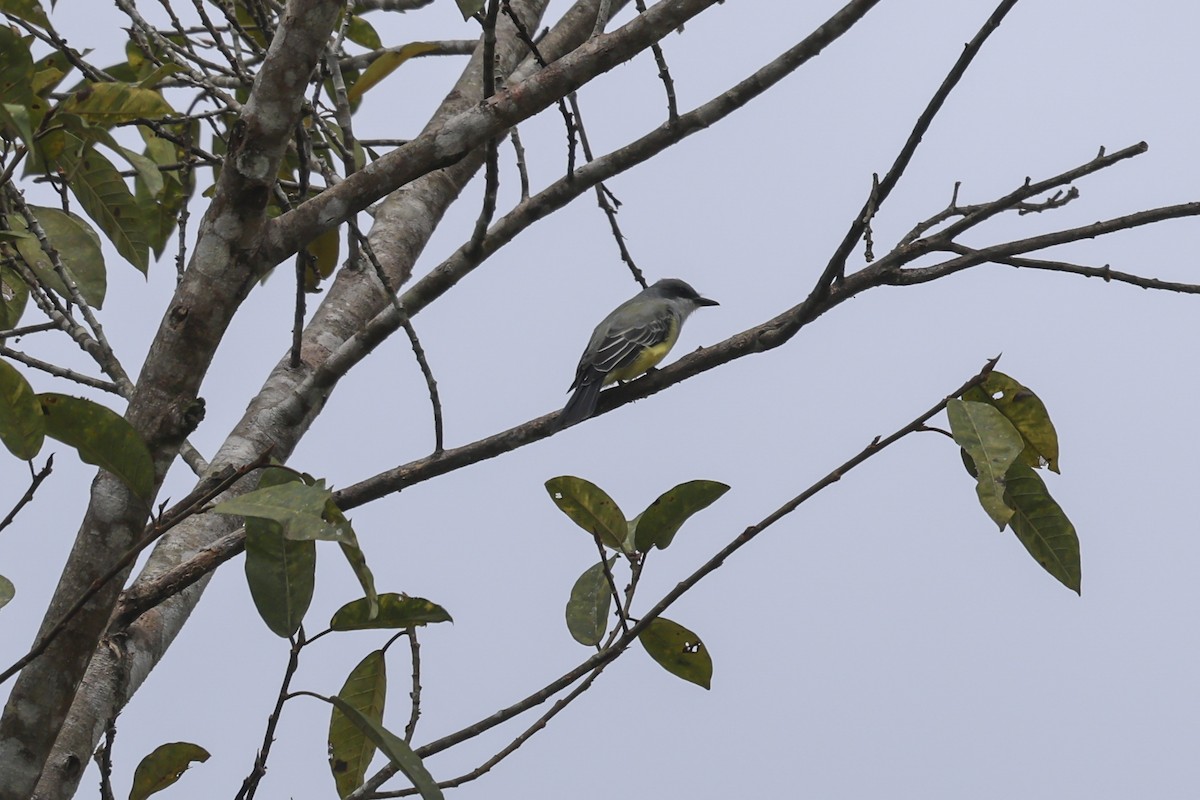 Snowy-throated Kingbird - ML644926239