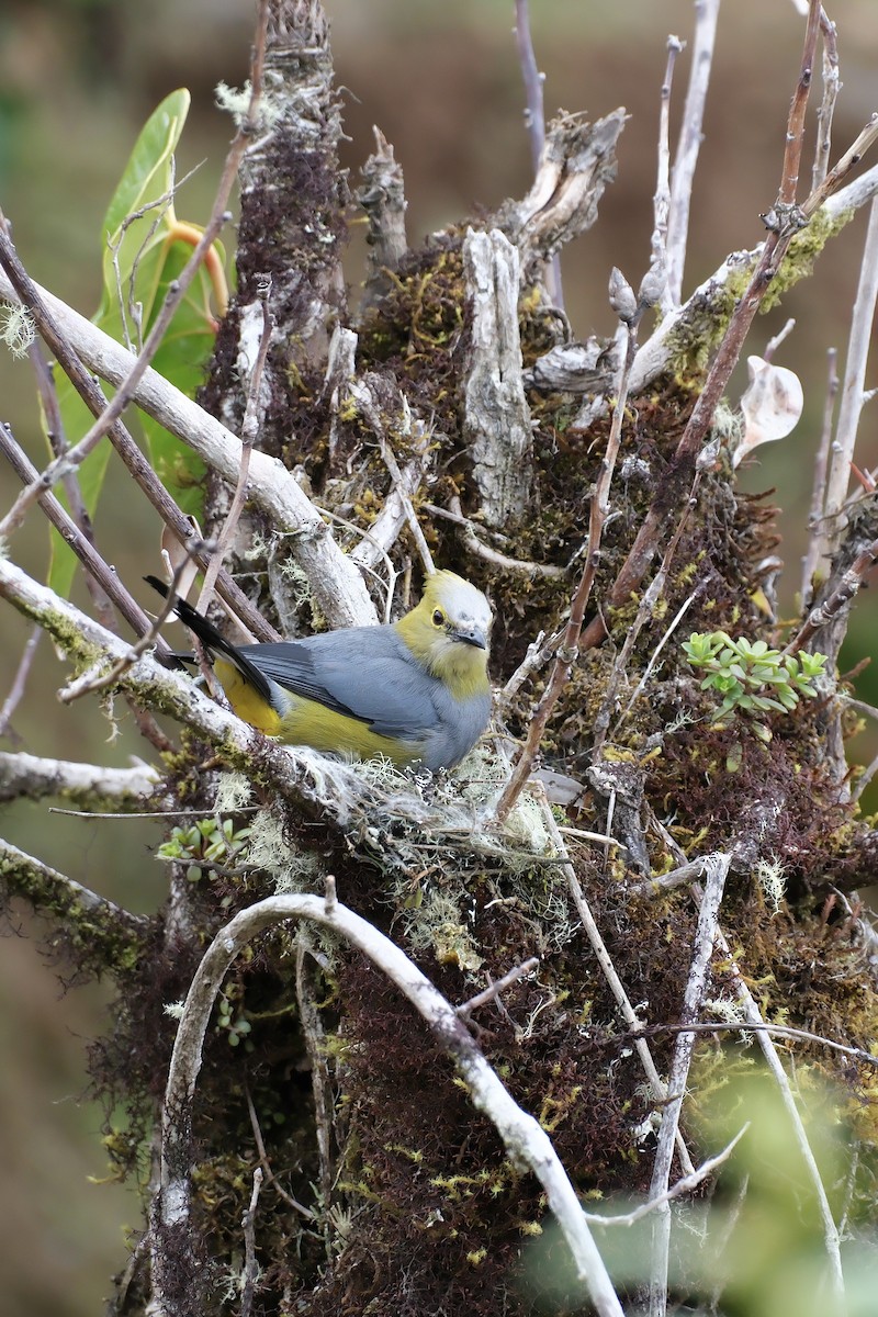 Long-tailed Silky-flycatcher - ML644926258
