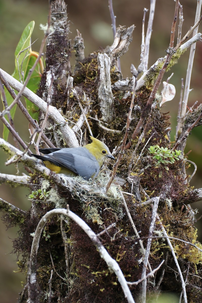 Long-tailed Silky-flycatcher - ML644926259