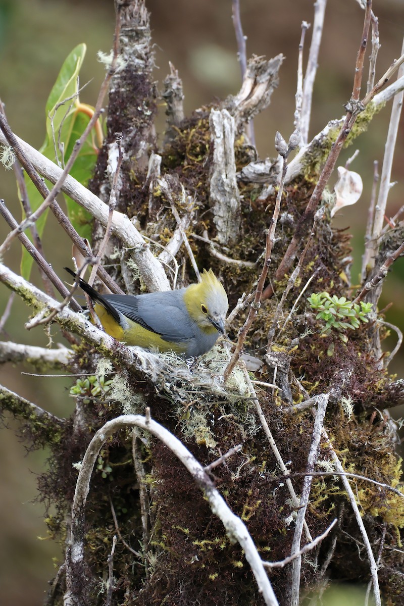 Long-tailed Silky-flycatcher - ML644926260