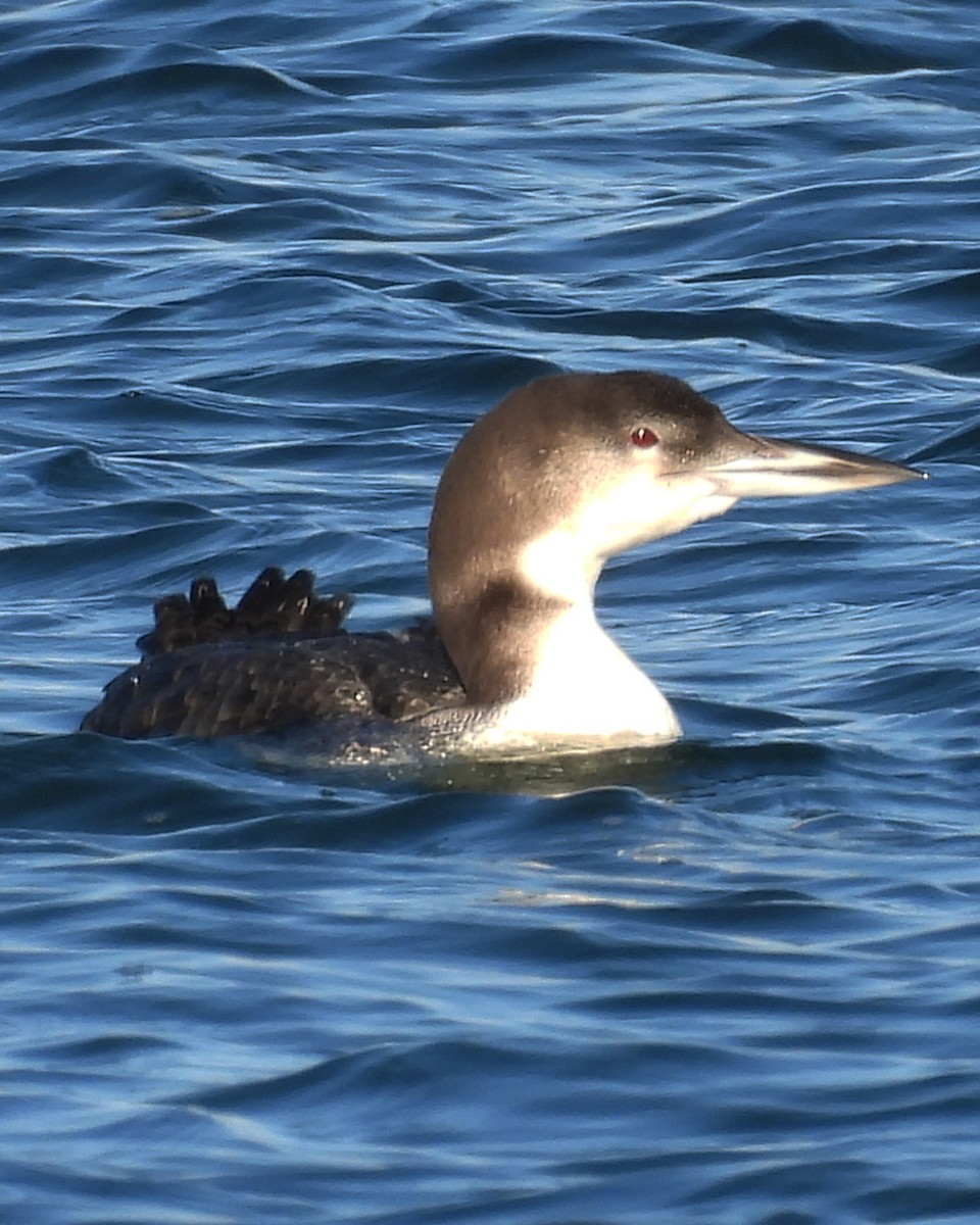 Common Loon - ML644926268