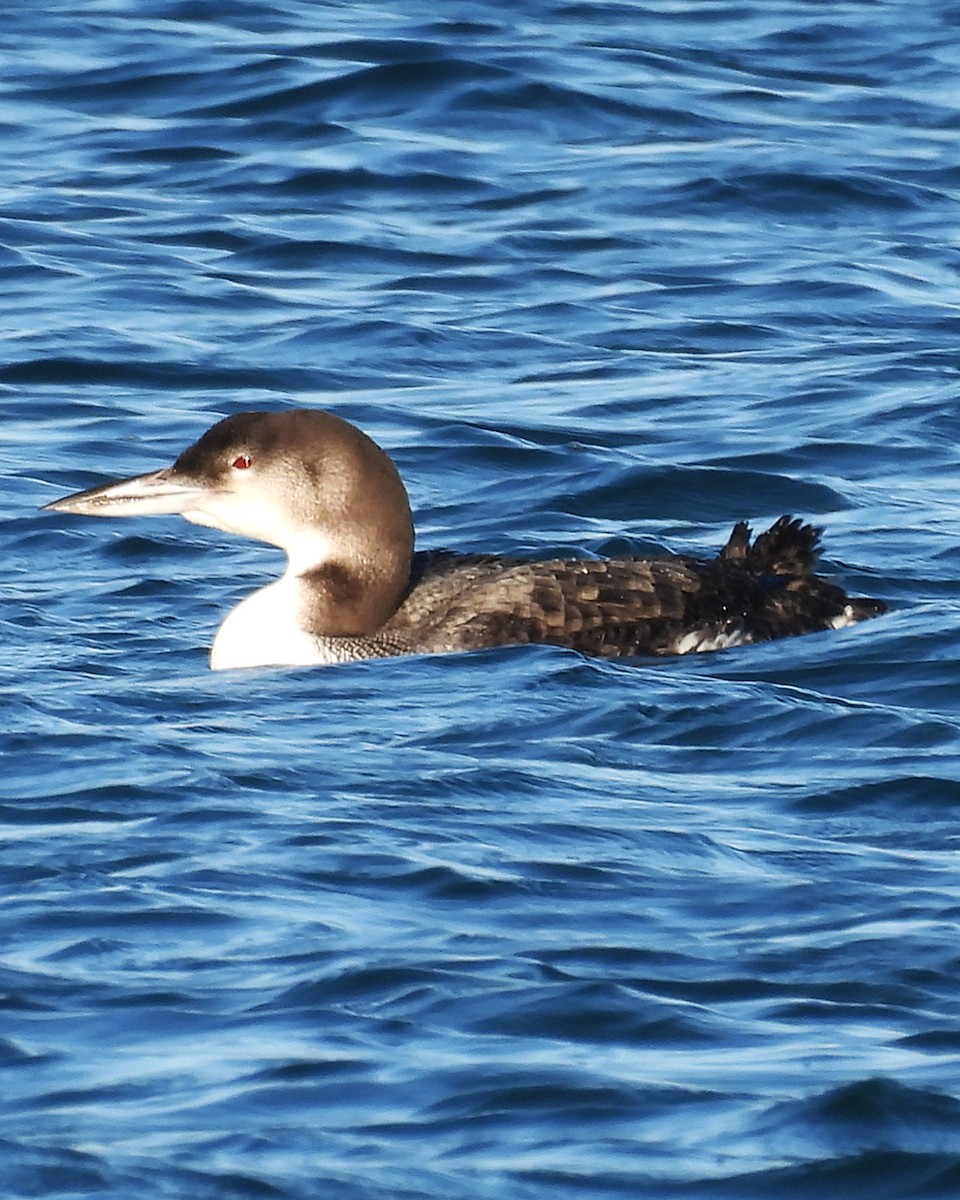 Common Loon - ML644926269