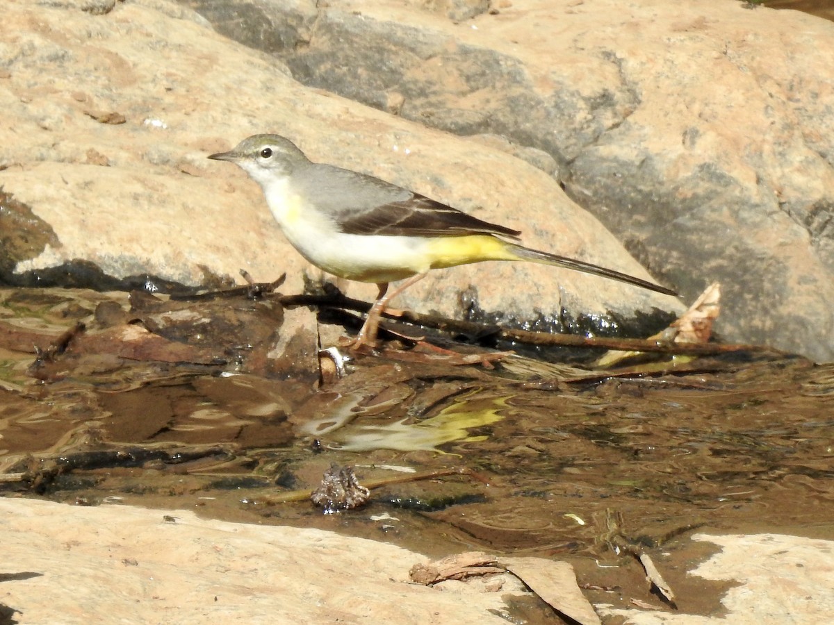 Горная трясогузка - ML644926279