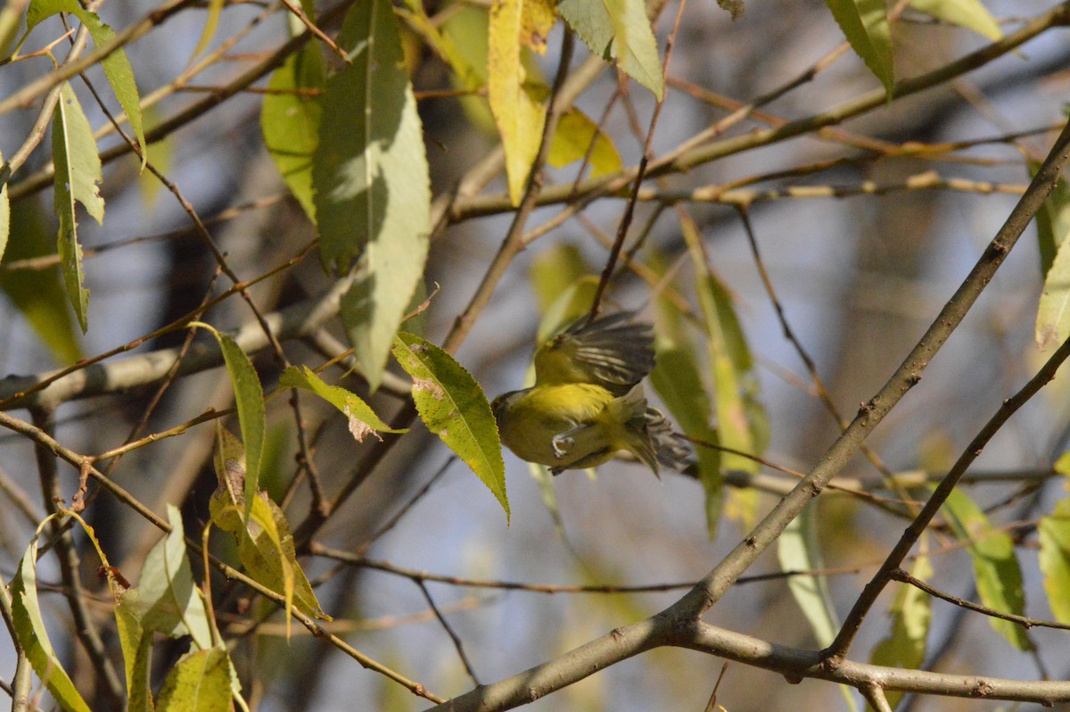 White-eyed Vireo - ML644926280